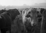TMAX40020164026