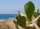 Cactus on Tabarca