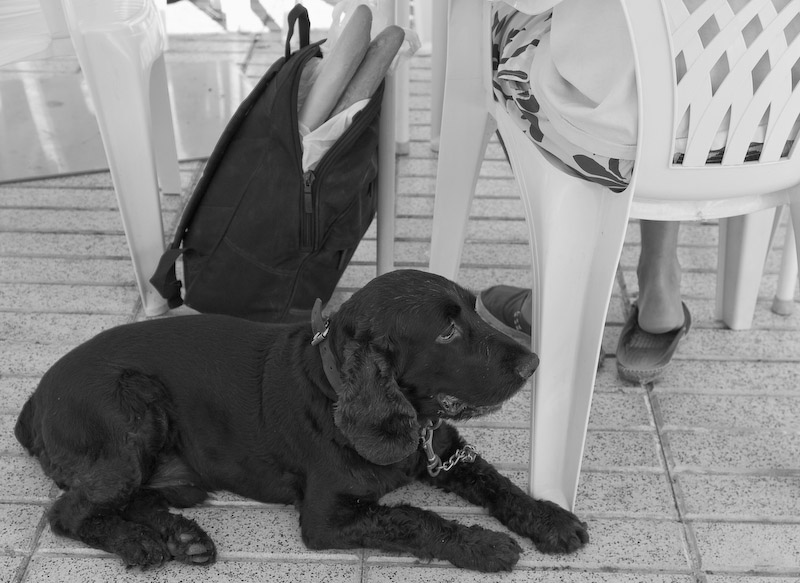Patient dog