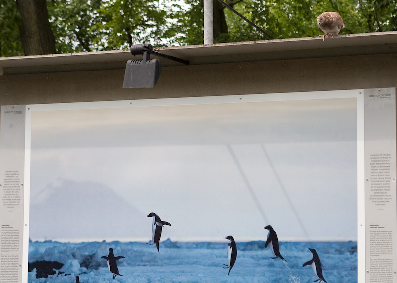 A local pigeon checks out his distant cousins from Antarctica